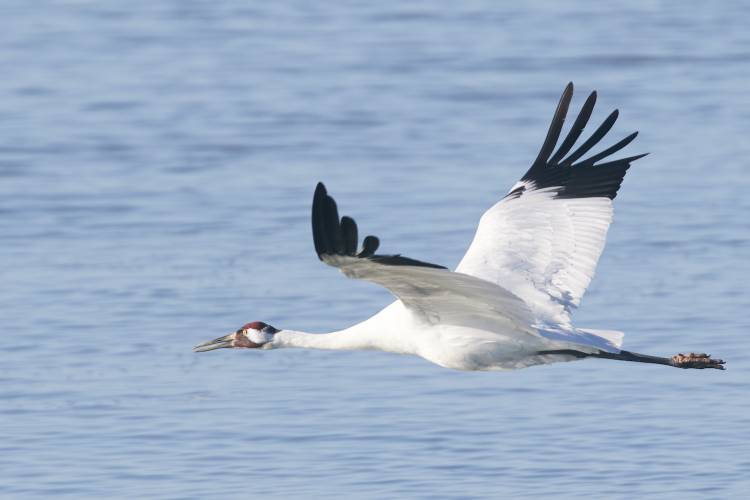 Whooping Crane flying over water