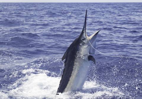 Hooked Black Marlin breeching water