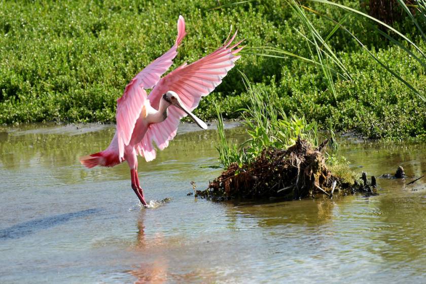 Roseate Spoonbills in Port Aransas, Texas