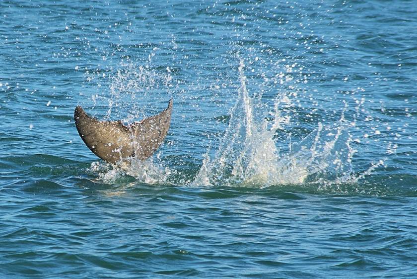Dolphin fin slapping the water