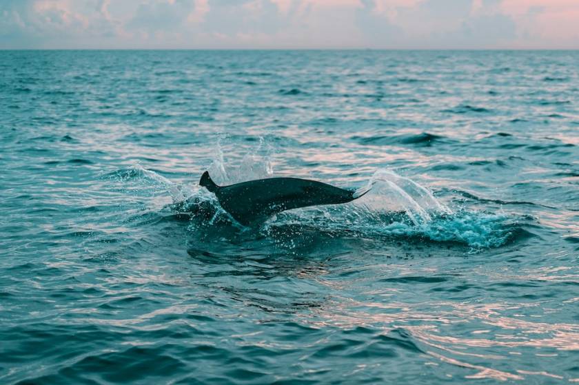 dolphin jumping in the water