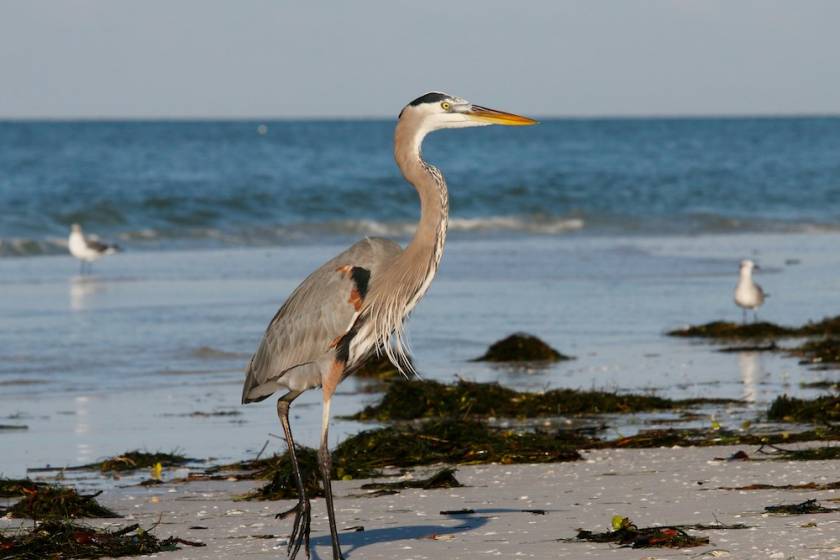 Great Blue Heron