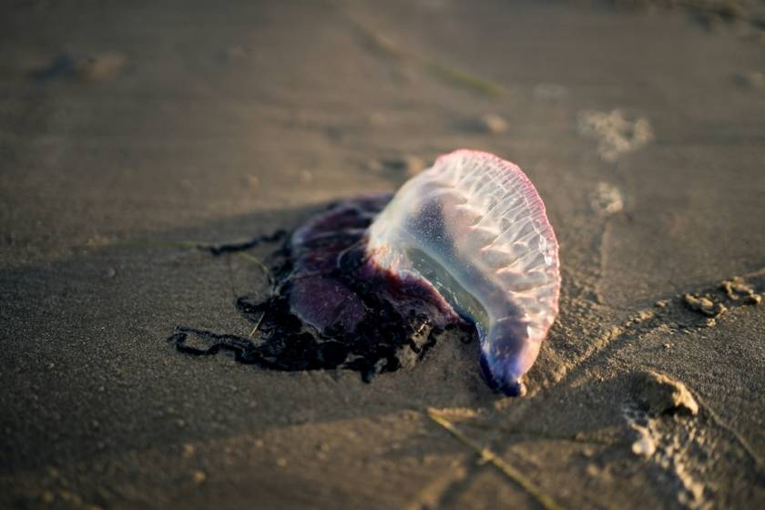 Jellyfish in sand on Port A beach