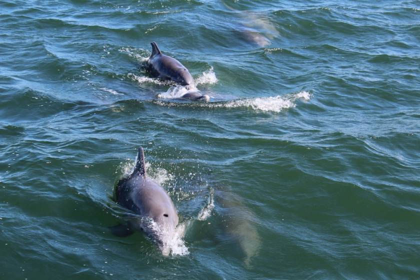 Pod of dolphins surfacing in Port Aransas, Texas