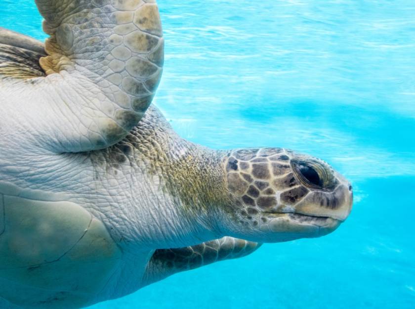 Sea turtle swimming in the ocean